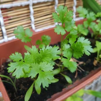Grow Your Own Seed Pod - Complete Seed Pod Plugs with Plant Food (add Your own Seeds) - 10 Pods for Hydroponic Gardens, Click and Grow, Lettuce Grow and Outdoor Gardens