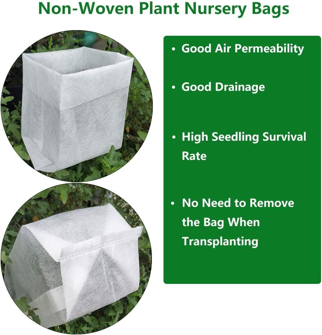 Confederate Jasmine Fragrant Evergreen Vine - Quart Pot