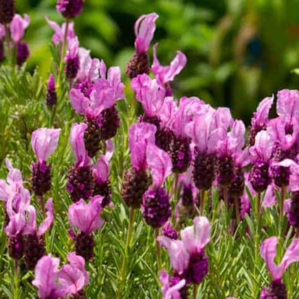 1 Pot Lavender Plant Live, Lavandula Perennial Flower Plant Indoor Outdoor, Well Rooted Plugs 3 to 5 Inch Tall to Grow (French Lavender)
