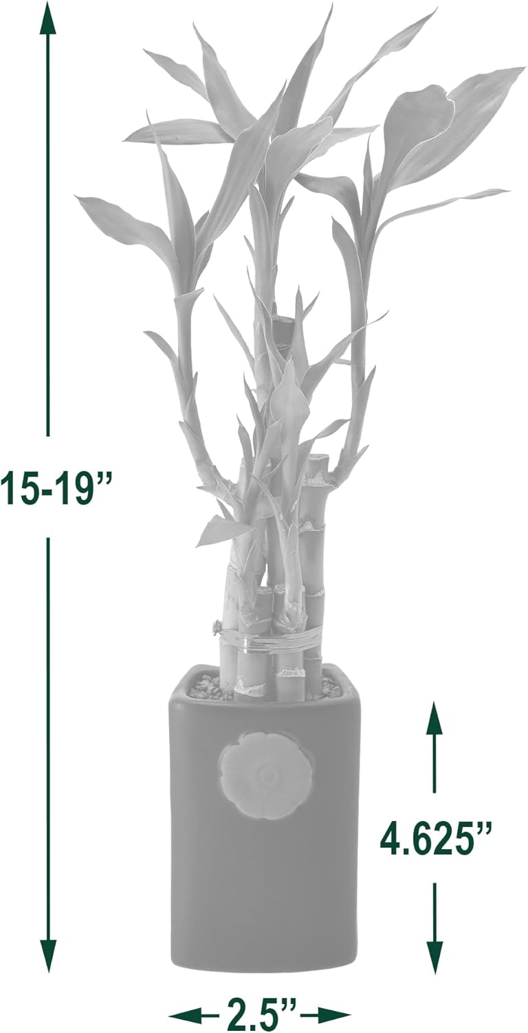 5-Stem Lucky Bamboo, Live Indoor Plant in Contour II Ceramic Planter for Home, Work, or Gift, Green ***Cannot Ship to Hawaii***