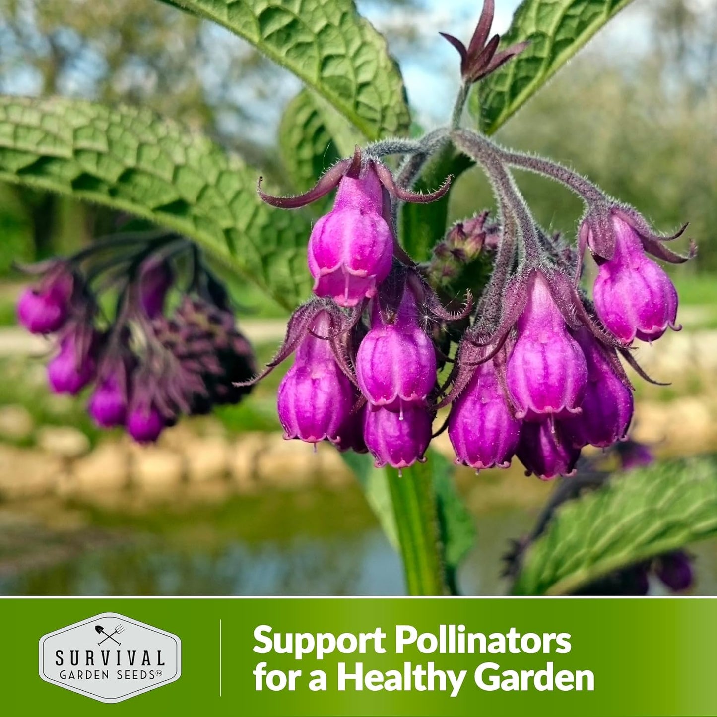 Survival Garden Seeds Comfrey Seed for Planting - 5 Packets with Instructions to Plant and Grow Slippery Root Plants in Your Home Herb Garden - Symphytum officinale - Non-GMO Heirloom Seed Variety