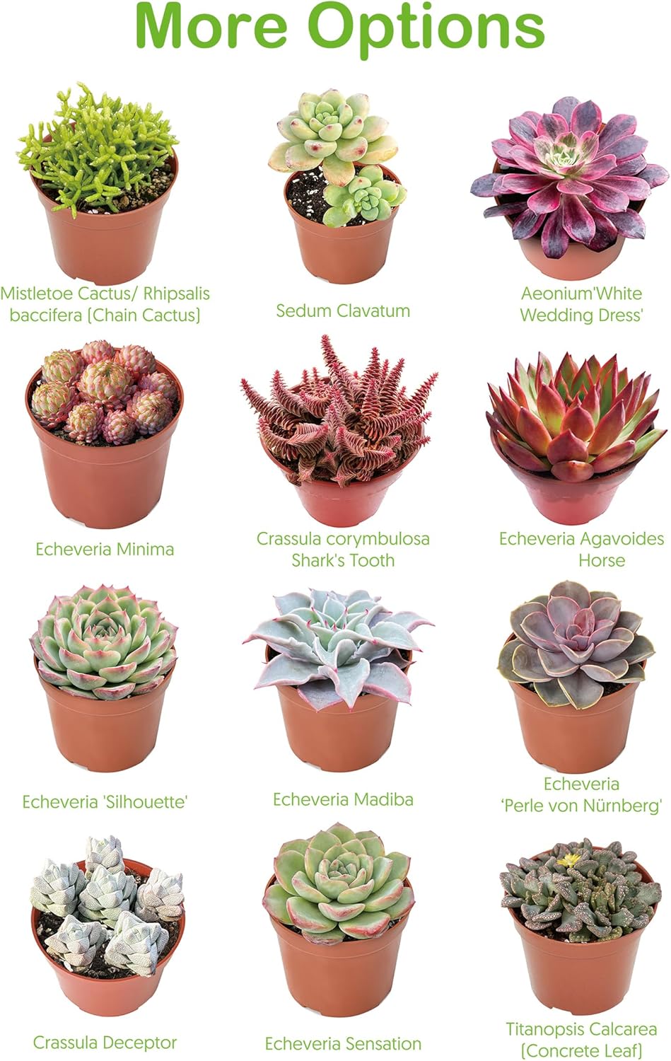 4-inch Succulent Aeonium Dodrantale, Live Succulents Plants Fully Rooted in Pots with Soil, Easy-Care House Plants for DIY, Home Office Decoration