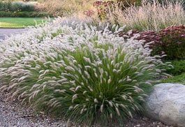 3 Hamlen Grass in 4 Inch Containers/Dwarf Fountain Grass (3 Pots of Plants) Ships from Rock Island, Tennessee. Grown here on Our own Farm.
