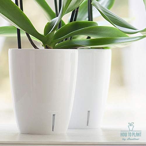 Santino 4.9 Inch ORCHIDEA Self Watering Pots for Orchids in Transparent - Decorative Wicking Planter with w/Great Aerification, Drainage and Water Level Indicator