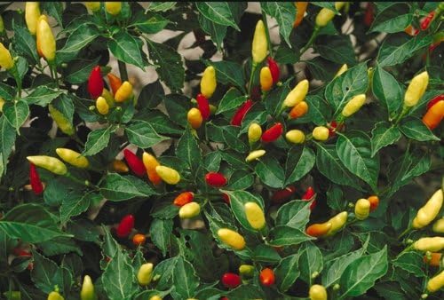 Clovers Garden Tabasco Pepper Plants- Two (2) Live Plants – Non-GMO - Not Seeds – Each 4"-8" Tall in 4 Inch Pots - Medium Hot