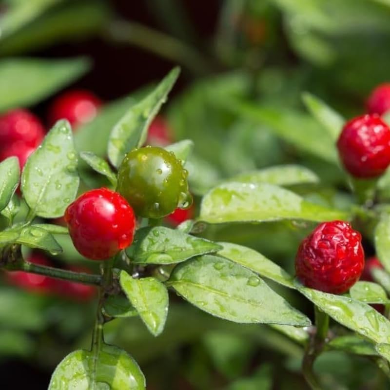 Chiltepin Pepper Live Plant, 120 Days Old Hot Chile Chiltepin Pepper Plants Live, Tepin Chili Pepper Plants, 7 to 10 Inc Tall for Growing