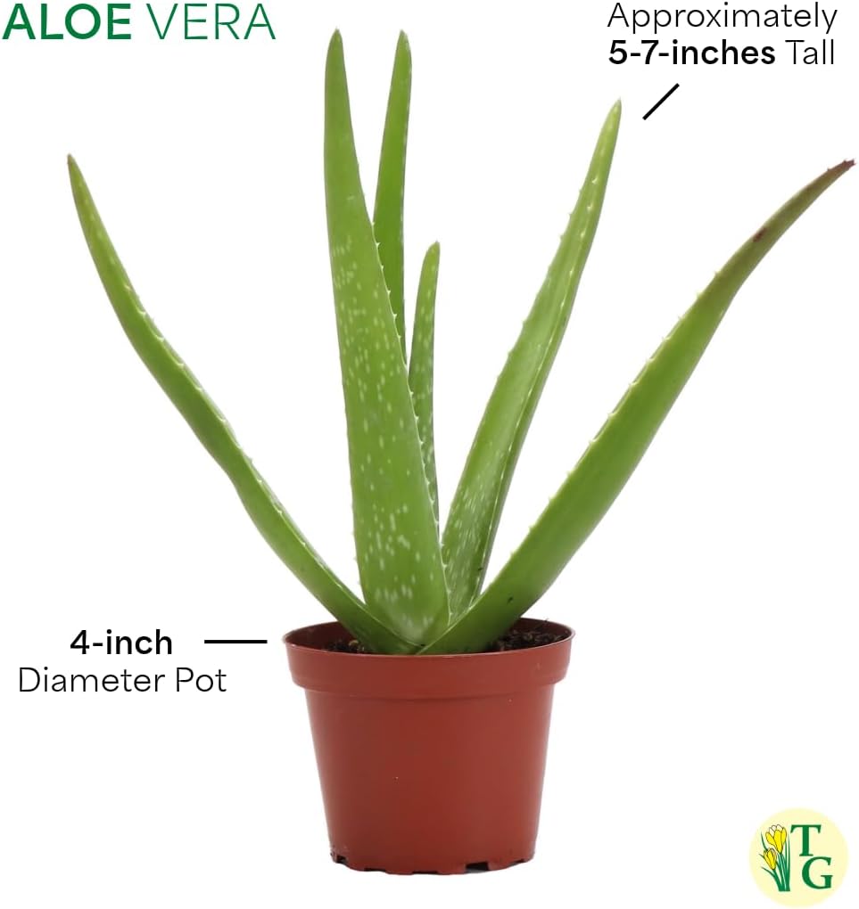 Thorsen's Greenhouse Aloe Vera, Live Indoor Plant, Aloe barbadensis, Easy to Grow, Succulent, Natural Air Purifier, 4" Diameter Pot (Coffee)