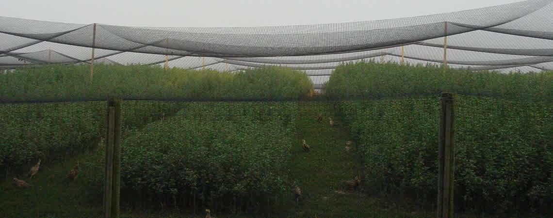 Poultry Netting 1" or 2" Mesh Heavy Knotted Nets Aviary Gamefowl Quail Chicken Bird Block Net Long Lasting Break/Burst 85/245 lb Polyethylene 8-10 Year Lifespan (12.5' X 100', 1)