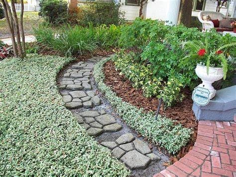 Jasmine Asiatic Variegated Plants | 10 Live 4 Inch Pots | Trachelospermum Asiaticum 'Variegata' | Fragrant Ground Cover | Evergreen Vine