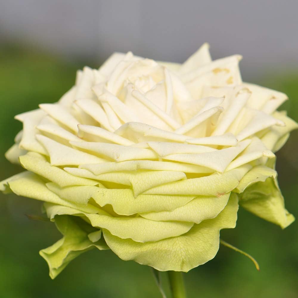 Heirloom Roses Rose Plant - Green Romantica® Rose Bush, Hybrid Tea Live Plant for Planting Outdoors