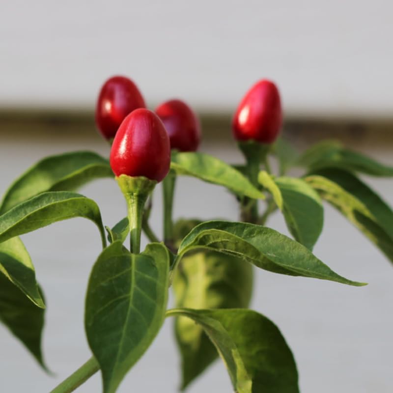 Pack 4 Pepper Plants Live, 80 Days Old Live Pepper Green for Growing, Chili Peppers for Planting, 5 to 9 Inc Tall (Chiltepin)