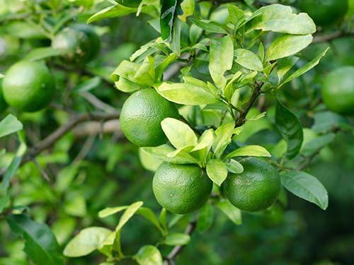 Sympathy Persian Lime Gift Tree, Lime Tree, Easy to Grow, Indoor/Outdoor, Live Plant, Lasting Sympathy Gift, by The Magnolia Company, Can't Ship to CA, AL, AZ, LA, TX