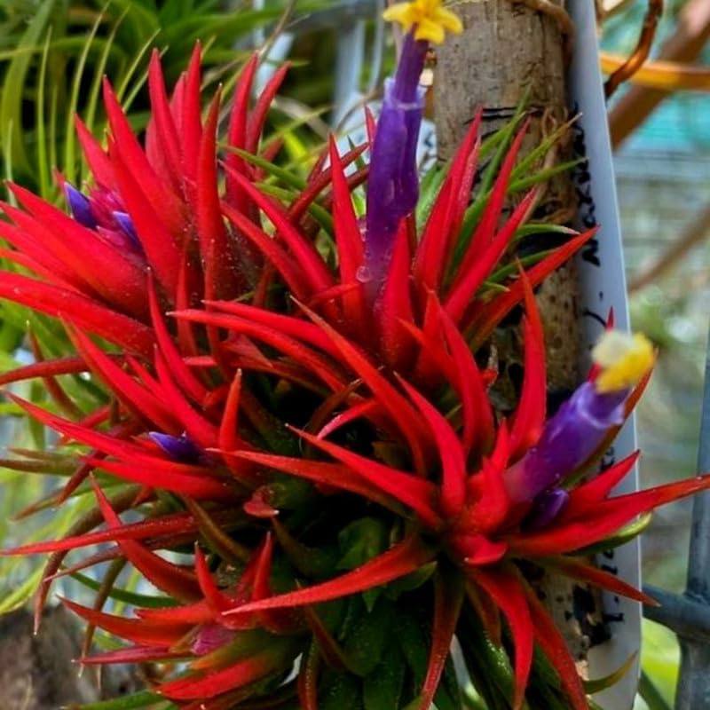 Air Plants, Tillandsia Air Plants Live Houseplants for Garden, 14 Red Lonantha Tillandsia Plant, Air Plant for Planting, 2 to 3 Inc Long