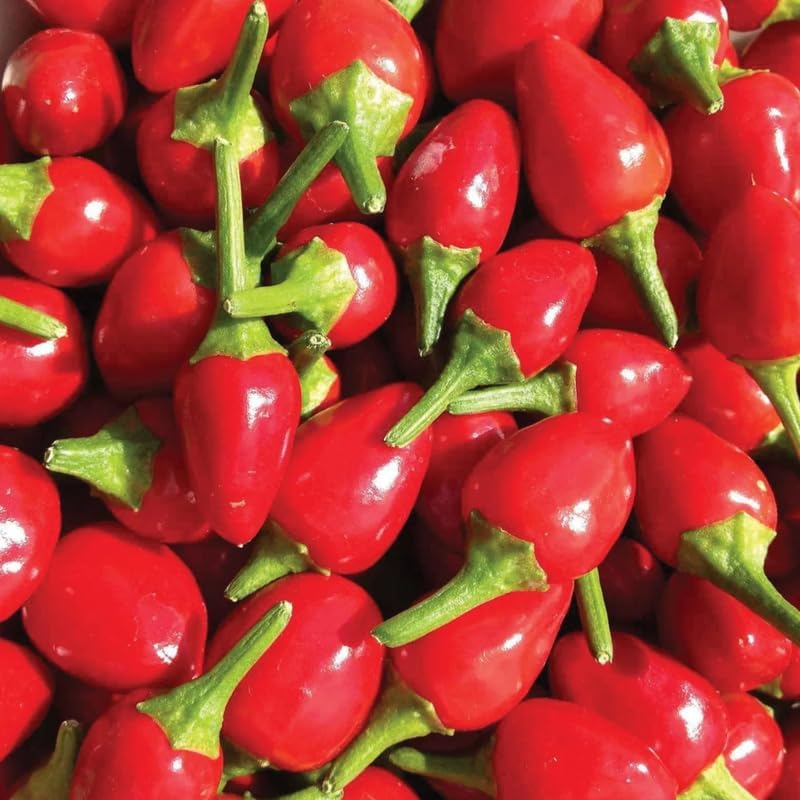 2 Hot Chile Chiltepin Pepper Plants Live, 120 Days Old Tepin Chili Pepper Plants, Chiltepin Pepper Live Plants for Planting