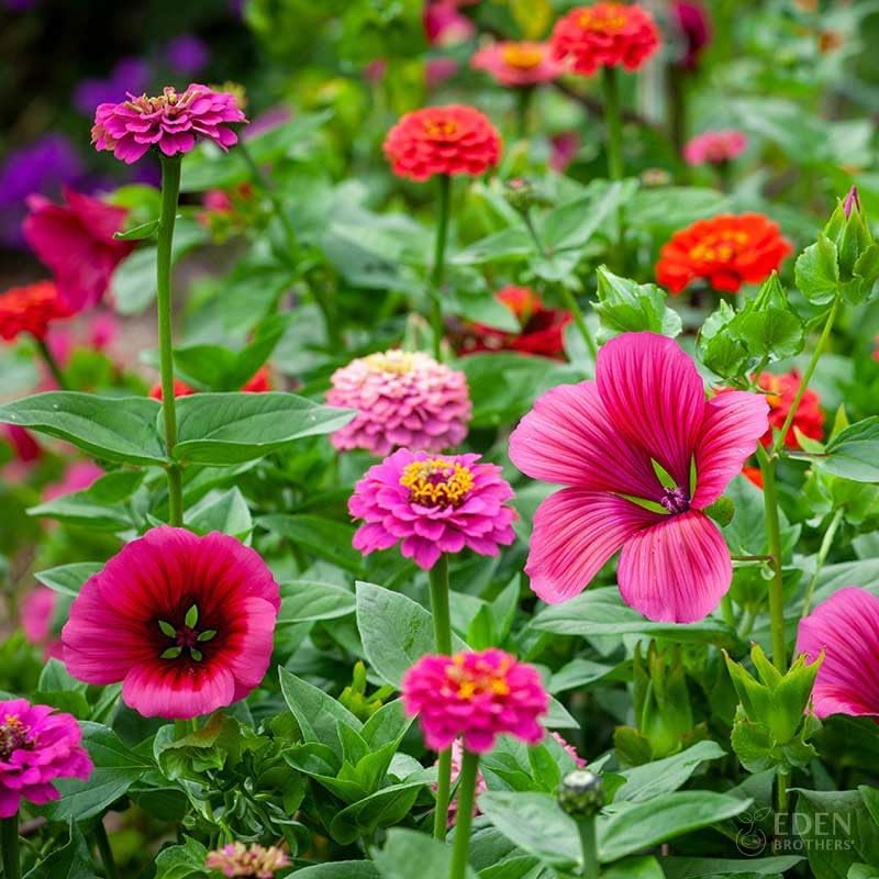 Eden Brothers Cupid's Flower Seed Mixed Seeds for Planting, 1/4 lb, 120,000+ Seeds with Malop Vulcan, Zinnia | Attracts Pollinators, Plant in Spring, Zones 2, 3, 4, 5, 6, 7, 8, 9, 10