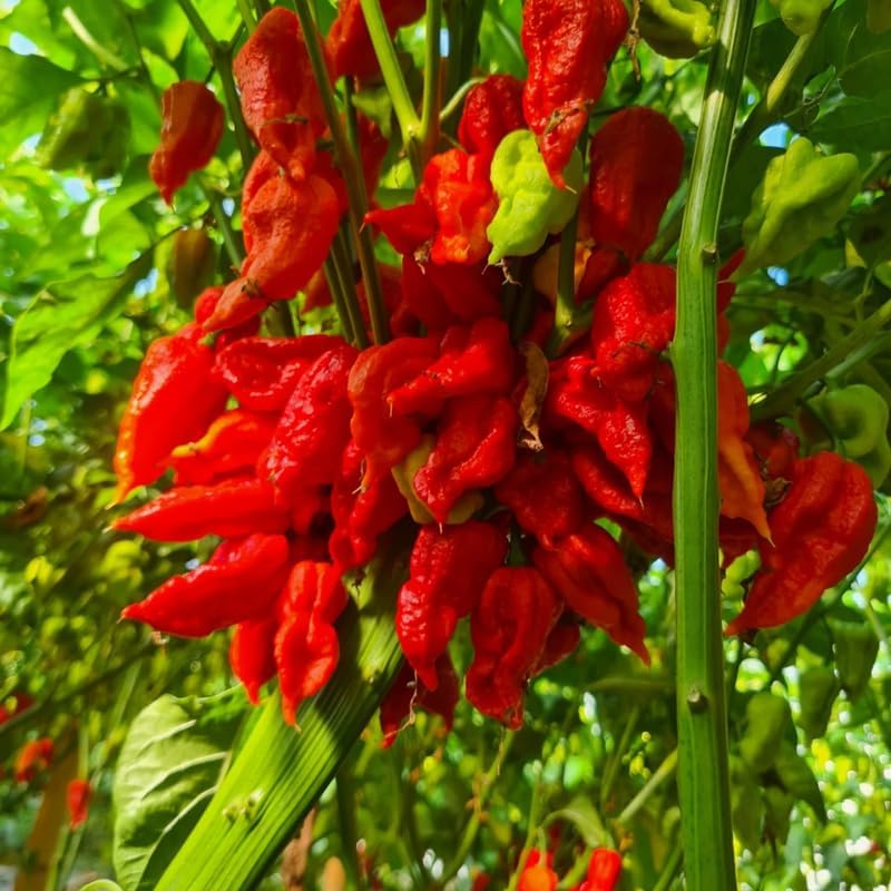 Pack 2 Pepper Plants, Hot Chili Pepper Live Plants for Growing, 80 Days Old Plants (Red Ghost Pepper)