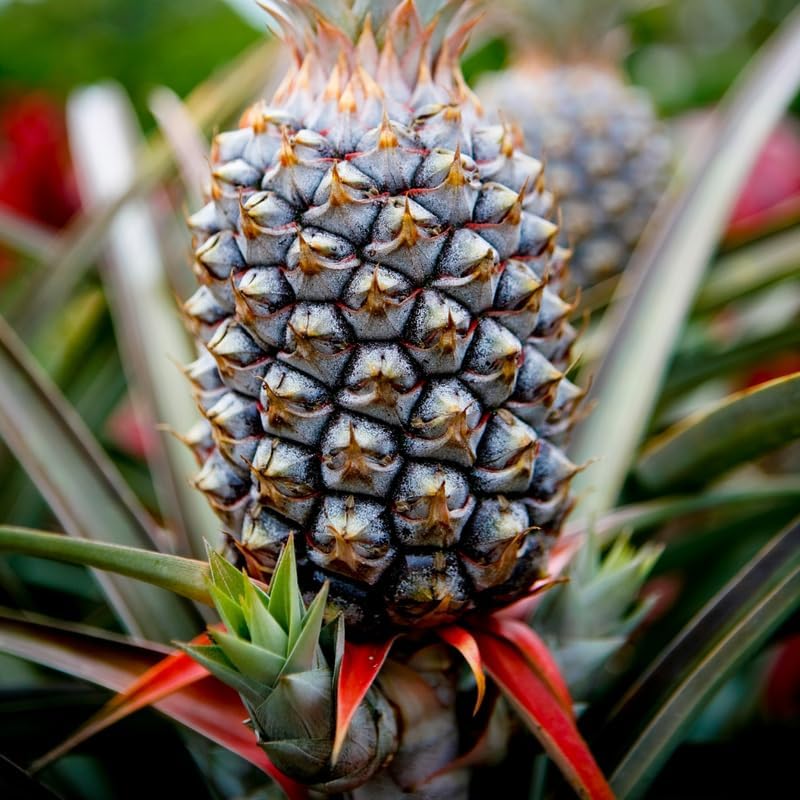 White Jade Pineapple Plant Live for Planting 5 to 8 Inch Tall, Sweet Pineapple Fruit Tree Live Plant, Pineapple Seedling