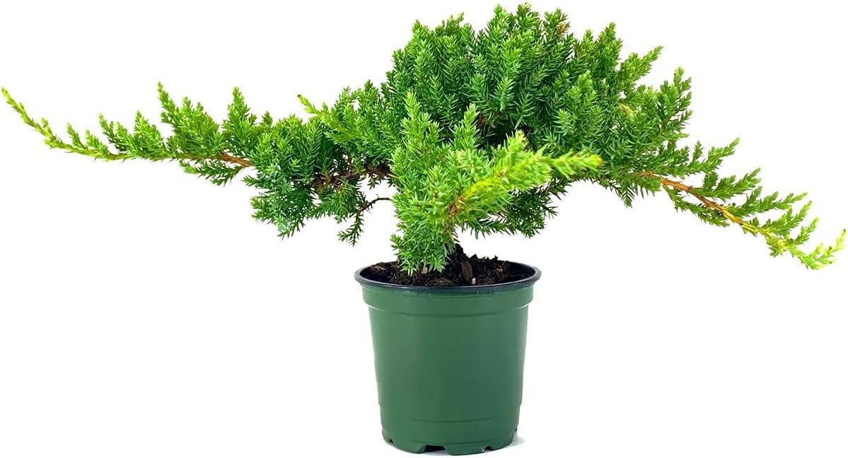 Dwarf Japanese Garden Juniper | 15 Live 4 Inch Pots | Juniperus Procumbens Nana | Drought Tolerant Evergreen Groundcover | Great Plants for Bonsai