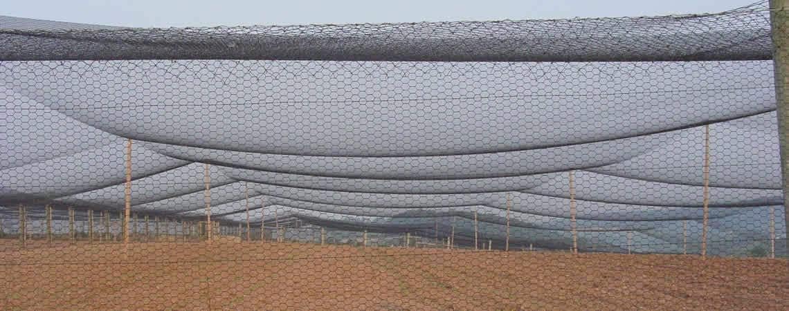 Poultry Netting 1" or 2" Mesh Heavy Knotted Nets Aviary Gamefowl Quail Chicken Bird Block Net Long Lasting Break/Burst 85/245 lb Polyethylene 8-10 Year Lifespan (25' X 150', 1)
