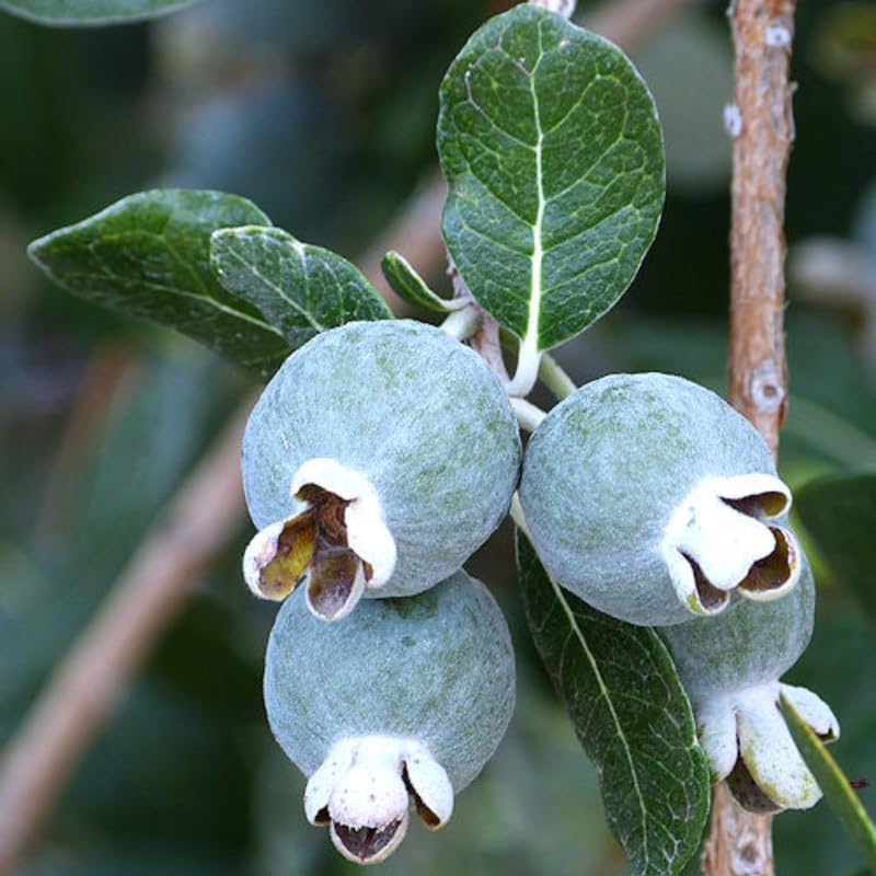 Pineapple Guava Plant Tree Live, Fragrant Guava Tree Plant for Growing, Very Well Rooted, 5 to 10 Inc Tall