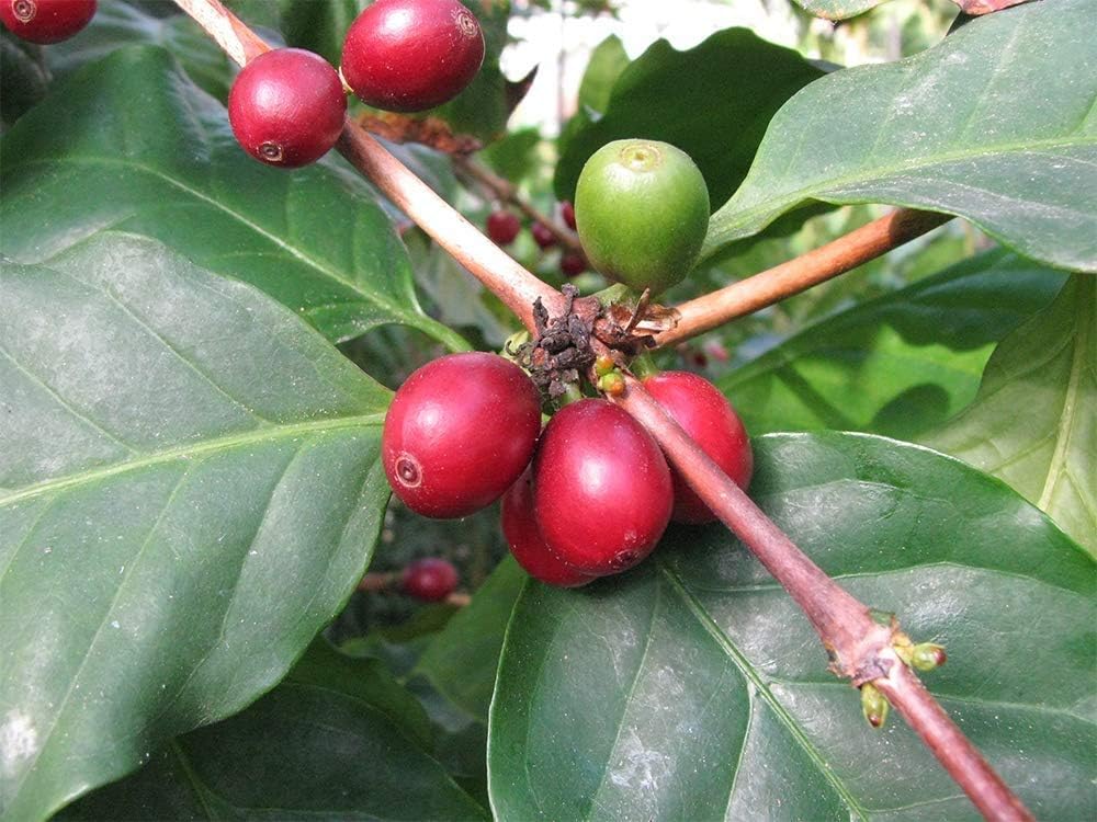 American Plant Exchange Arabica Coffee Real Live Plant, 6" Pot, Flowering Indoor Outdoor Air Purifier, Green Rippled Leaves