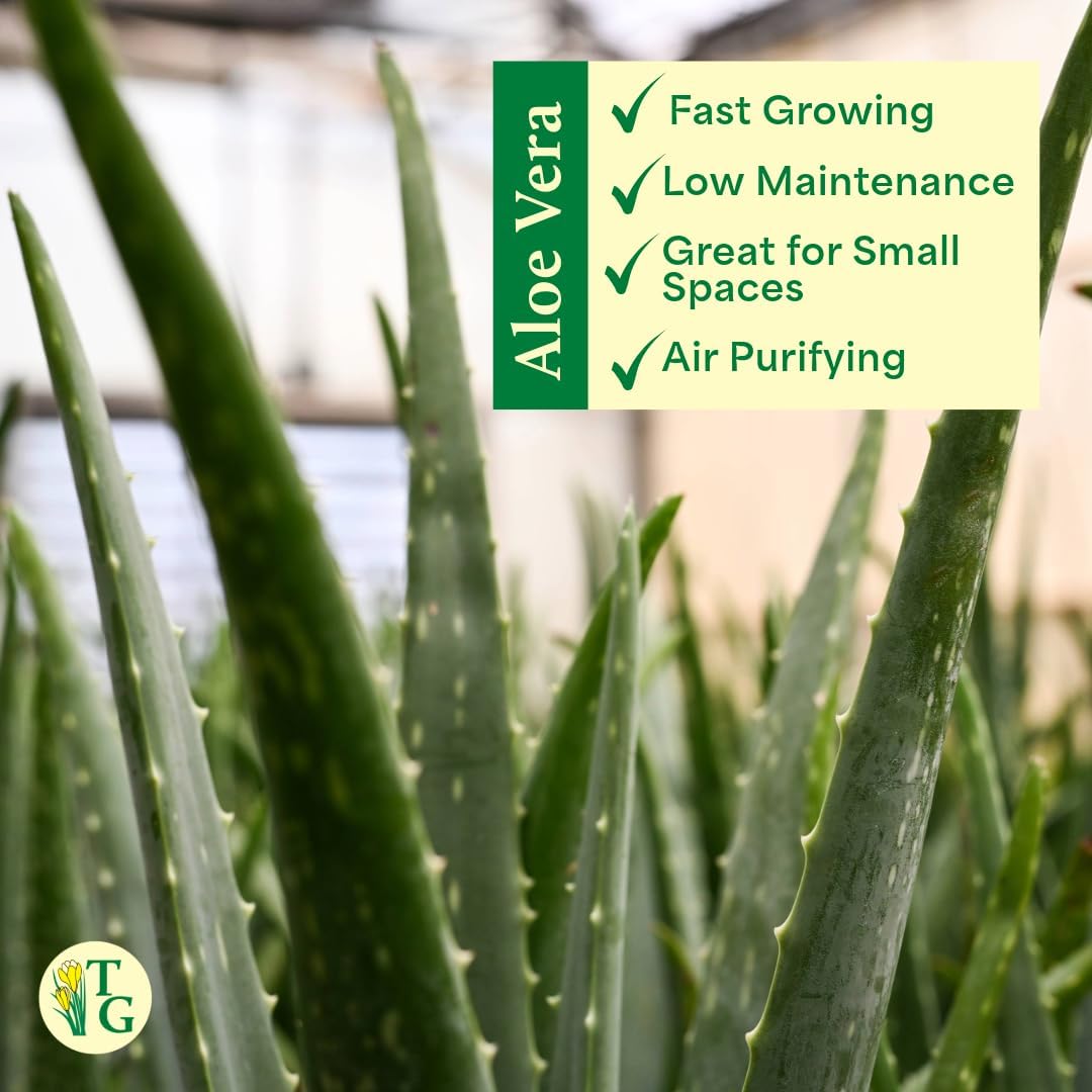 Thorsen's Greenhouse Aloe Vera, Live Indoor Plant, Aloe barbadensis, Easy to Grow, Succulent, Natural Air Purifier, 4" Diameter Pot (Silver - Metal)