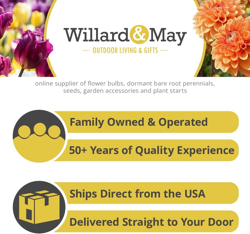 25 Yellow Ranunculus Bulbs Spring Planting - Buttercup Flower Bulb Value Bag - Plant in Gardens, Containers & Flowerbeds - Easy to Grow Perennial Flowers Bulbs by Willard & May