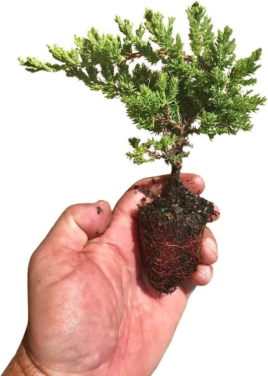 Juniper Procumbens Nana - 40 Live Plants - Drought Tolerant Evergreen Groundcover - Great for Bonsai