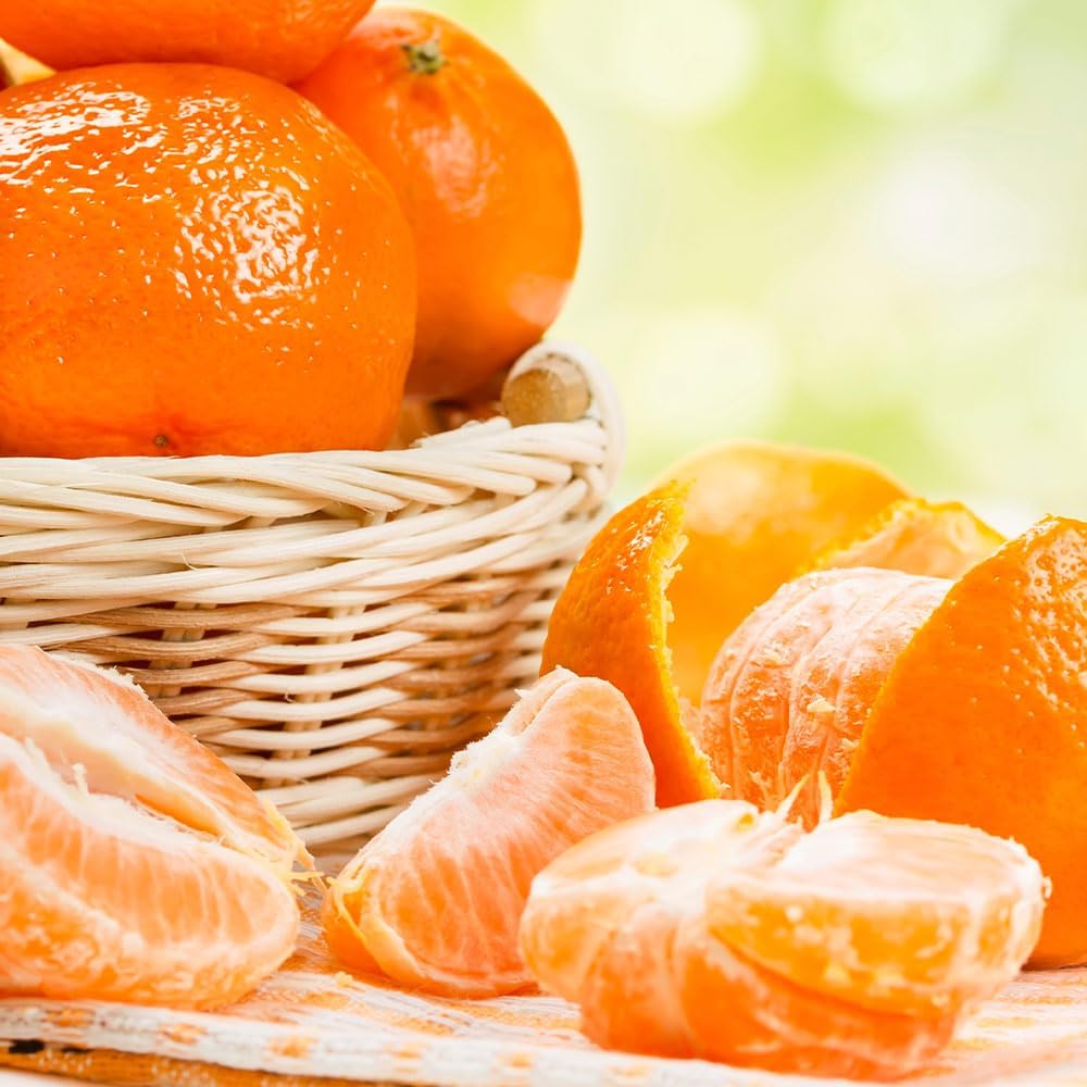 Brighter Blooms - Owari Satsuma Mandarin Tree, 1-2 ft, - No Shipping To AL, AZ, CA, FL, GA, LA, OR, TX