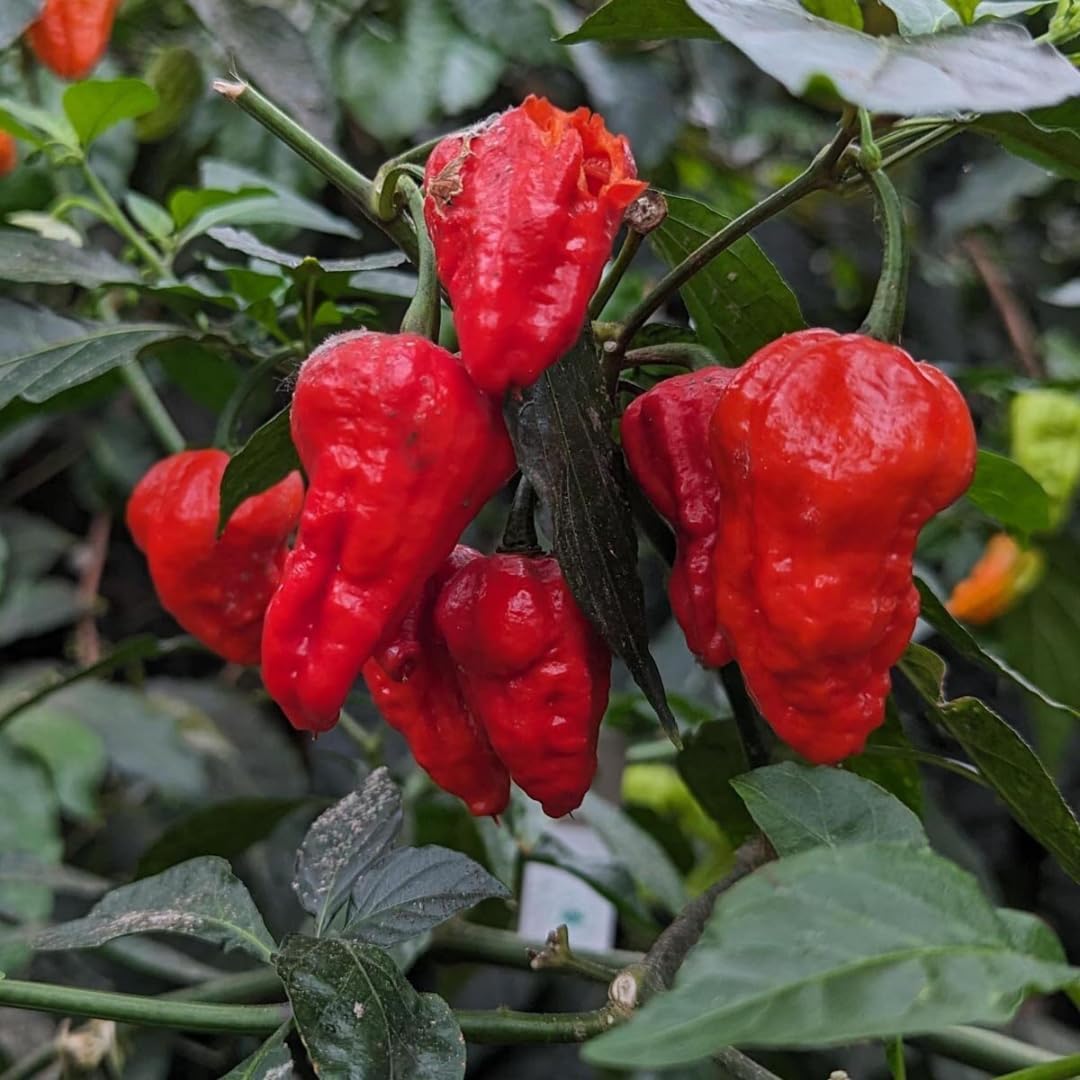Pack 4 Pepper Plants Live, 80 Days Old Live Pepper Green for Growing, Chili Peppers for Planting, 5 to 9 Inc Tall (Bhut Jolokia Ghost)