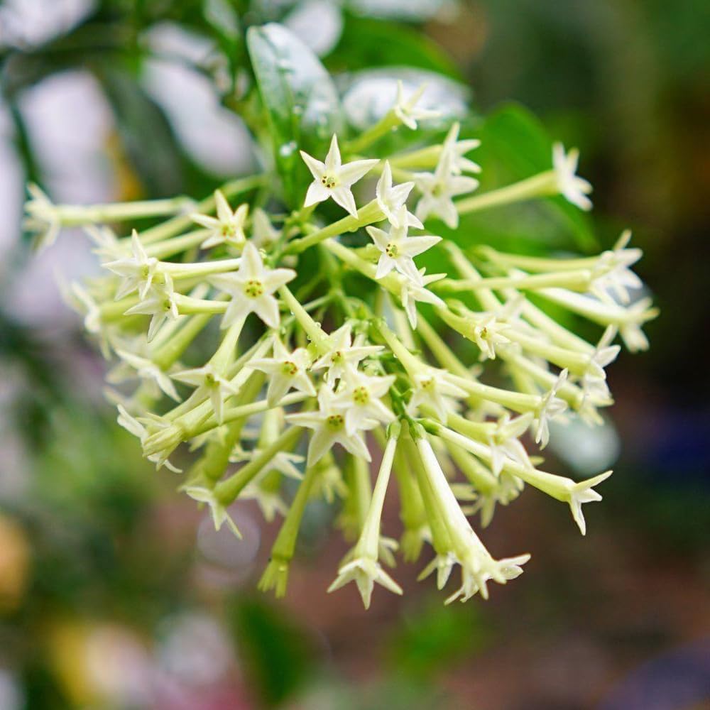 Night Blooming Jasmine Plants Live, Arabian Jasmine Plant Indoor, Fragrant Jasmines Flowers Vine 4 to 7 Inch