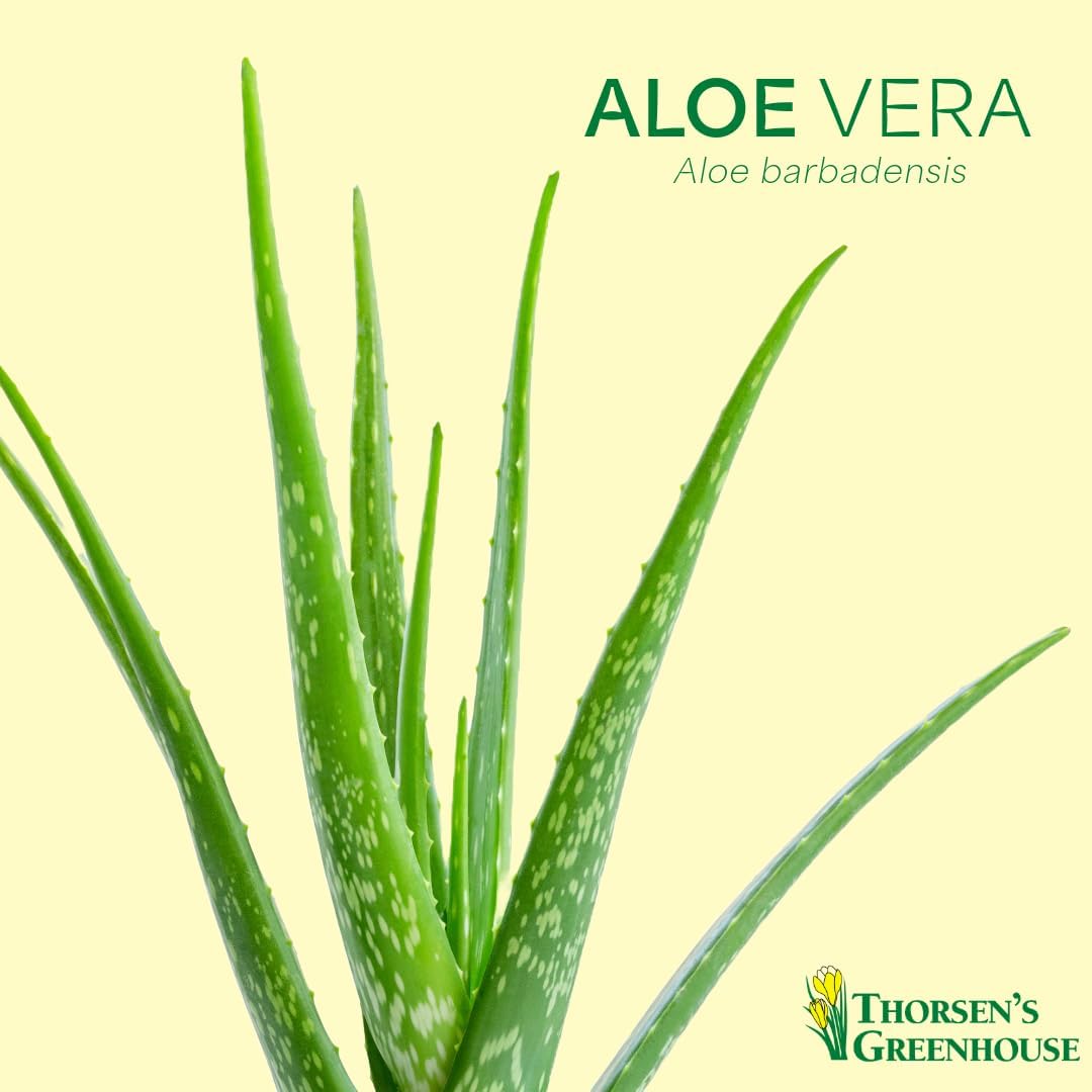 Thorsen's Greenhouse Aloe Vera, Live Indoor Plant, Aloe barbadensis, Easy to Grow, Succulent, Natural Air Purifier, 4" Diameter Pot (Sage)