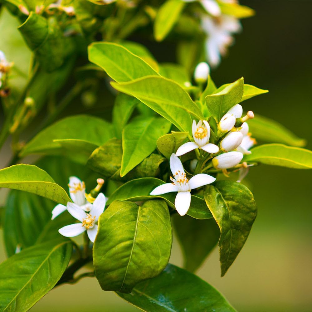 Brighter Blooms - Owari Satsuma Mandarin Tree, 1-2 ft, - No Shipping To AL, AZ, CA, FL, GA, LA, OR, TX