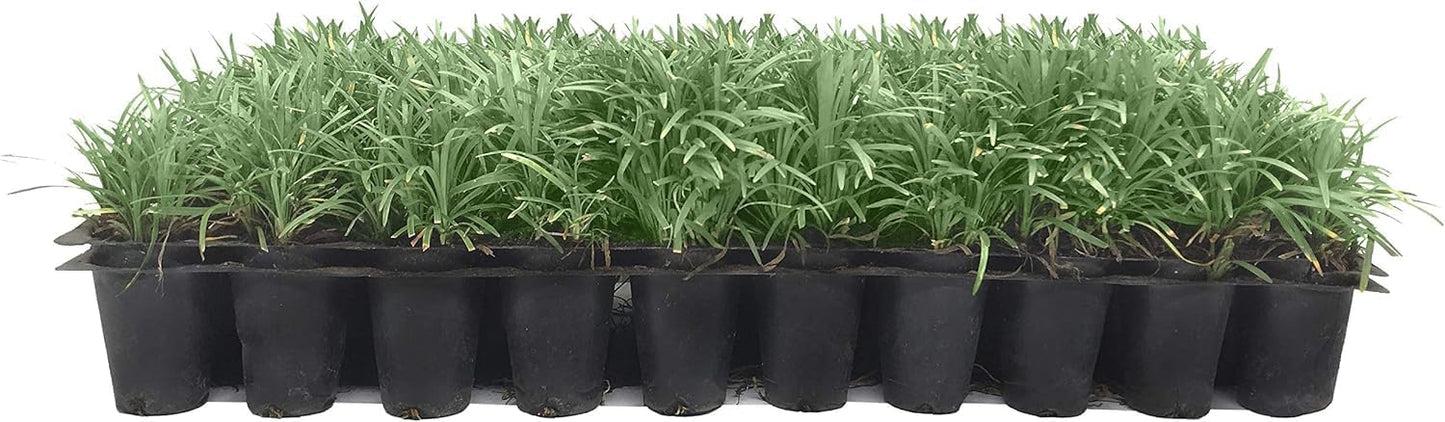 Dwarf Mondo Grass | 10 Live Plants | Japonicus Nanus | Shade Loving Evergreen Lilyturf Groundcover