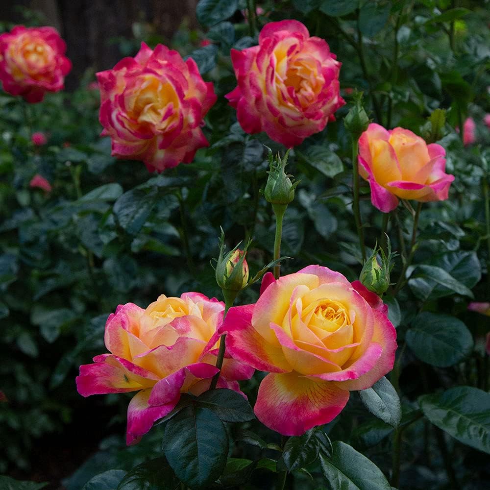 Heirloom Roses Love & Peace® Rose Bush - Hybrid Tea Rose Plant for Outdoor Planting