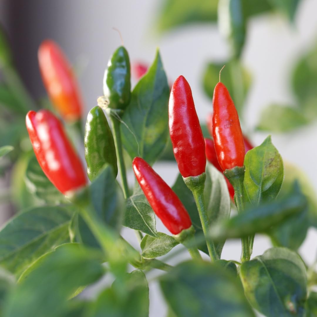 2 Pequin Hot Pepper Plants Live in 2.5 Inch Pot for Planting Outdoor, 2 Plants in 1 Pot