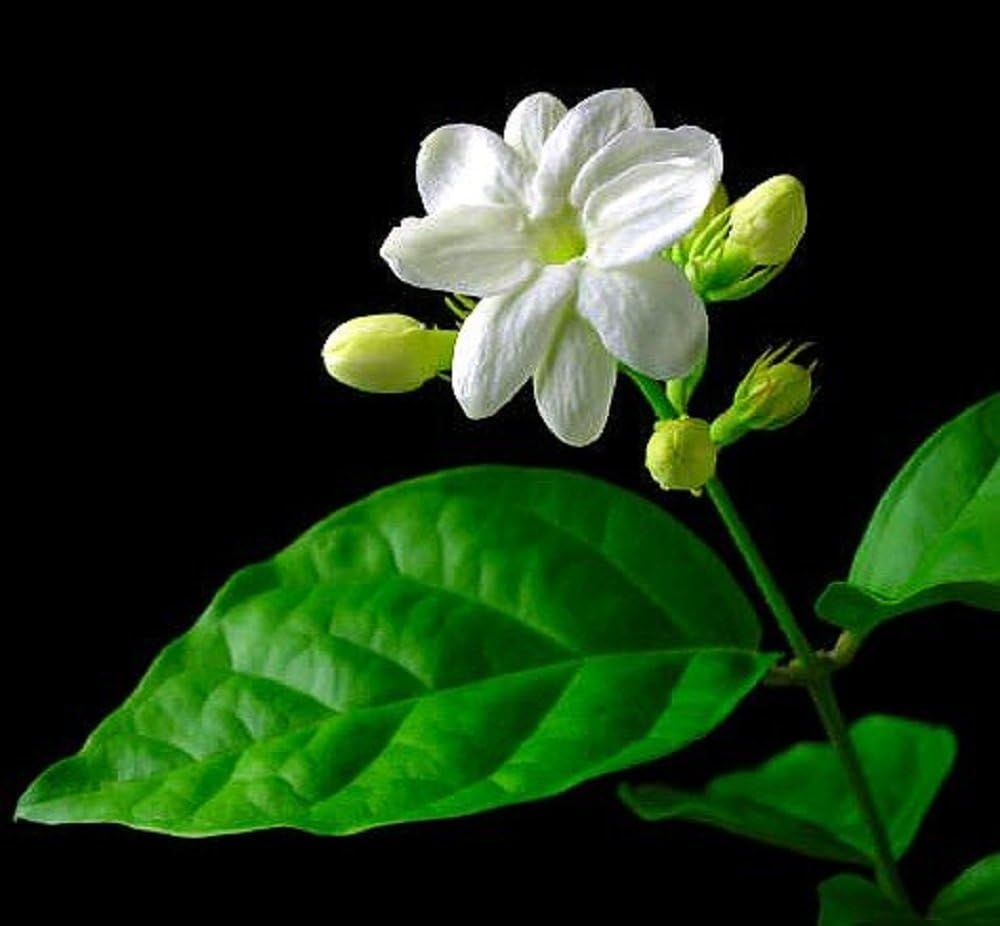 Ohio Grown Arabian Tea Jasmine Plant - Maid of Orleans - 4" Pot