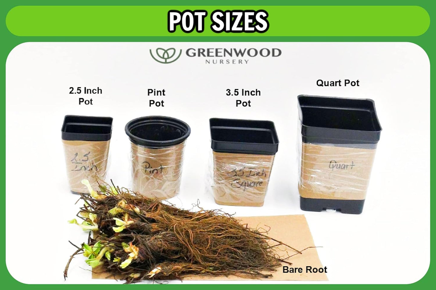 Greenwood Nursery: Live Perennial Plants - 'Homestead Purple' + Verbena Canadensis - [Qty: 1x Pint Pot] - (Click for Other Available Plants/Quantities)