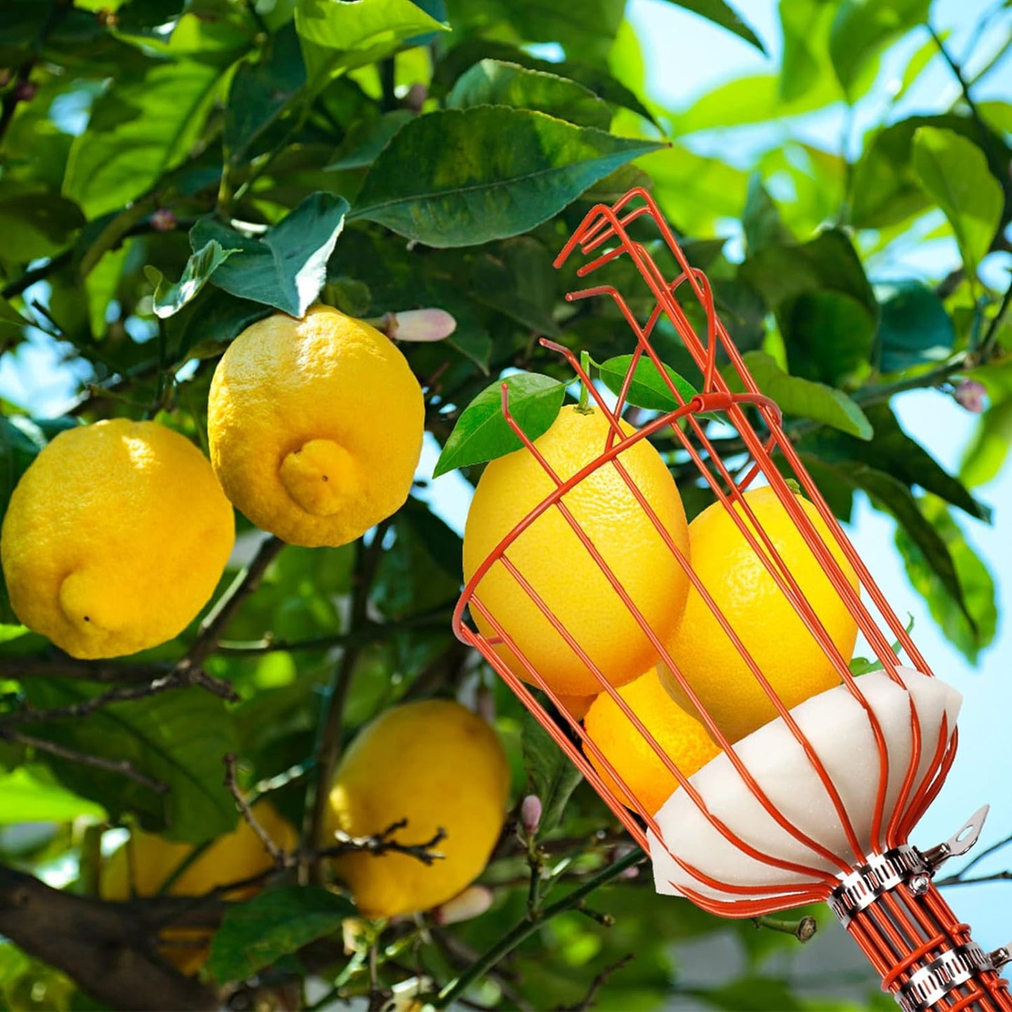 Walensee 5.5FT Fruit Picker, Adjustable Fruits Picker Tool with Lightweight Stainless Steel Pole and Big Basket, Fruit Catcher Equipment Tree Picker for Apples Mango Pear Orange Avocados Fruit Picking
