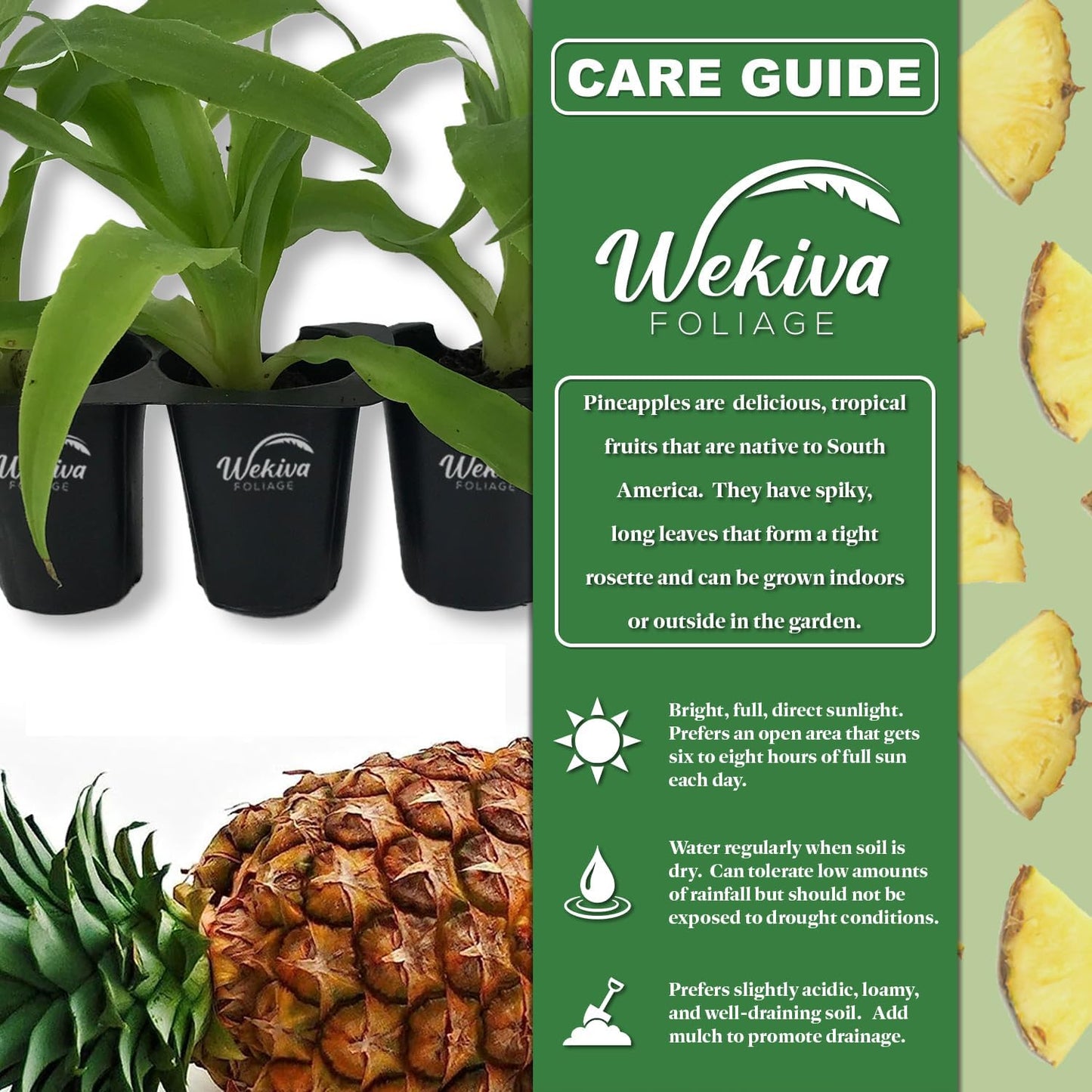 Florida Special Pineapple Plant - 4 Live Starter Plants - Ananas Comosus - Edible and Fruit Bearing for Patio and Garden