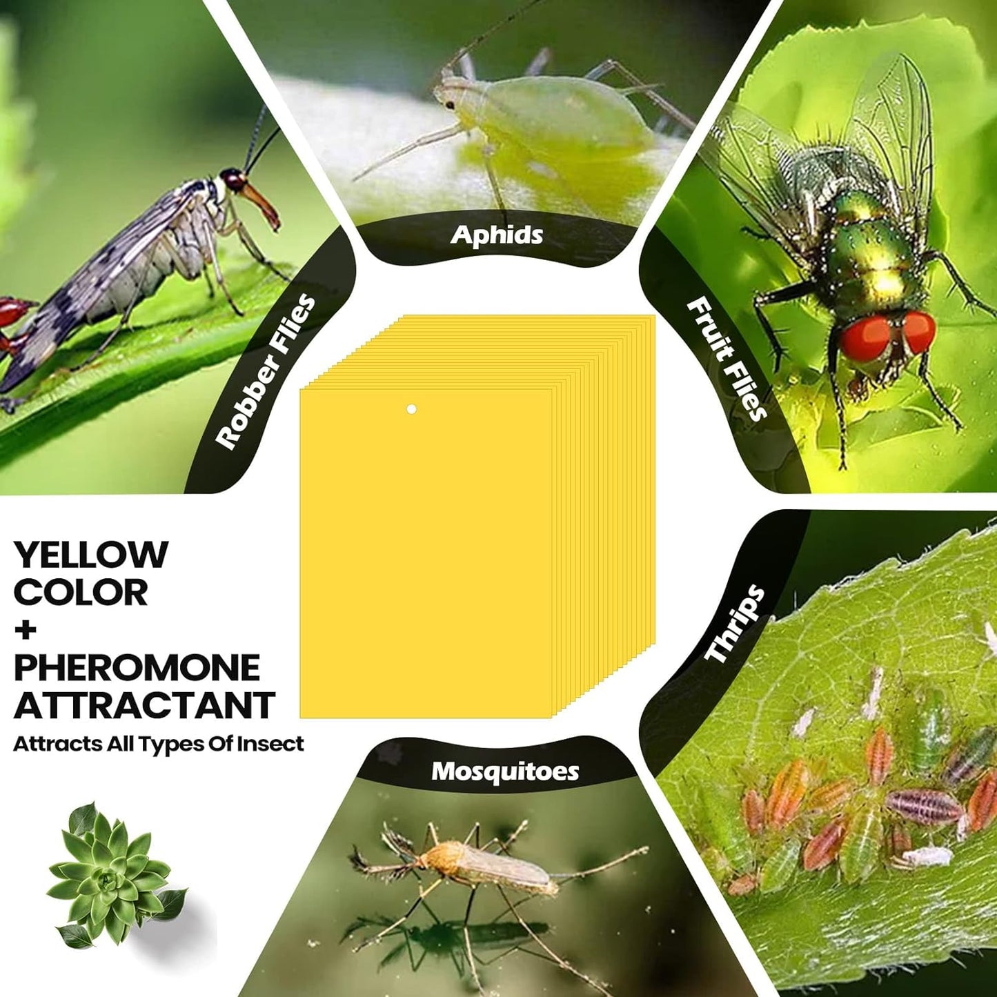 Qualirey 150 Pcs 6 x 8 Inch Sticky Traps for Plant Double Sided Sticky Trap for Gnats with Twist Ties Fly Traps for Fruit Insect Fungus Bugs Indoor Outdoor (Yellow)