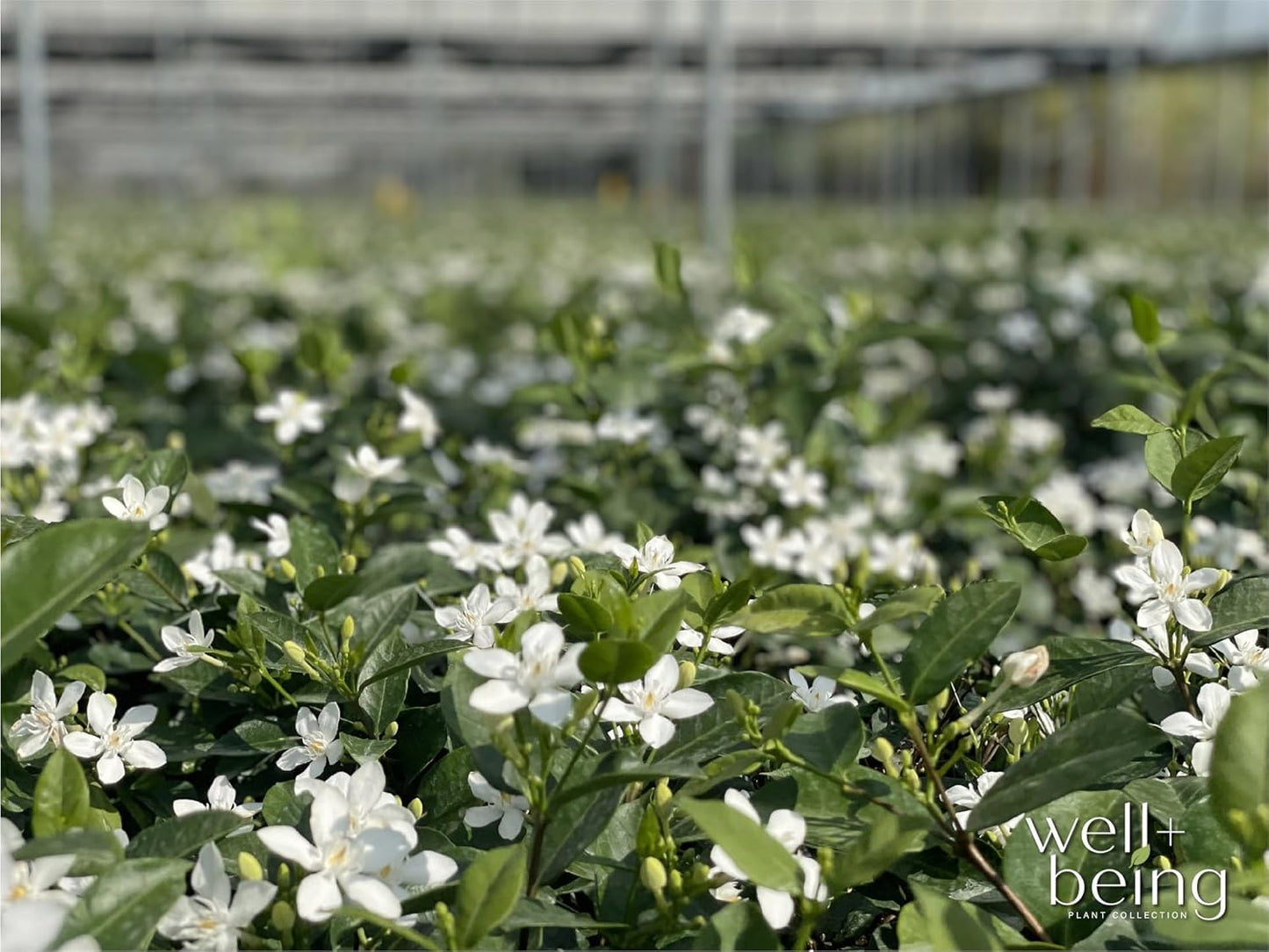 Nature's Way Farms Jasmine Asian Snow Live Plant (25-30 in. Tall) in Grower Pot