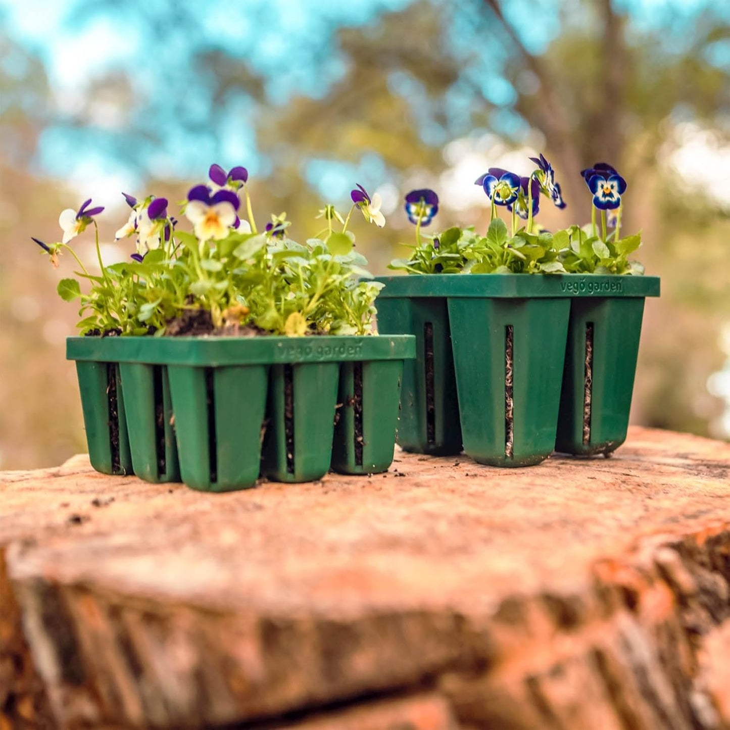 Vego garden Seedling Suite Products, 4 Pack Jumbo Seedling Trays with Seedling Tray Lids and 10" x 10" Bottom Watering Trays