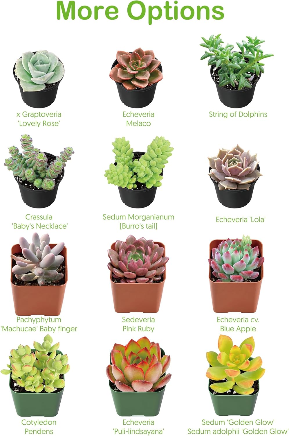 Live Succulent Plants Echeveria 'Agavoides Horse', Easy Care Potted Succulents, Approx 4" D x 4" H, Indoor Houseplant, Unique Gifts, Home Office Décor