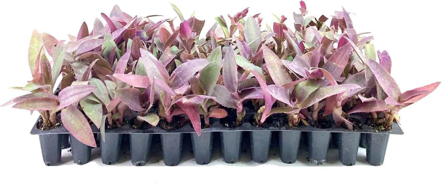 Purple Queen Tradescantia Setcresea I 10 Live Plants I Spiderwort | Lush Magenta Foliage for Striking Garden Contrast, Ideal for Ground Cover, Borders, & Containers