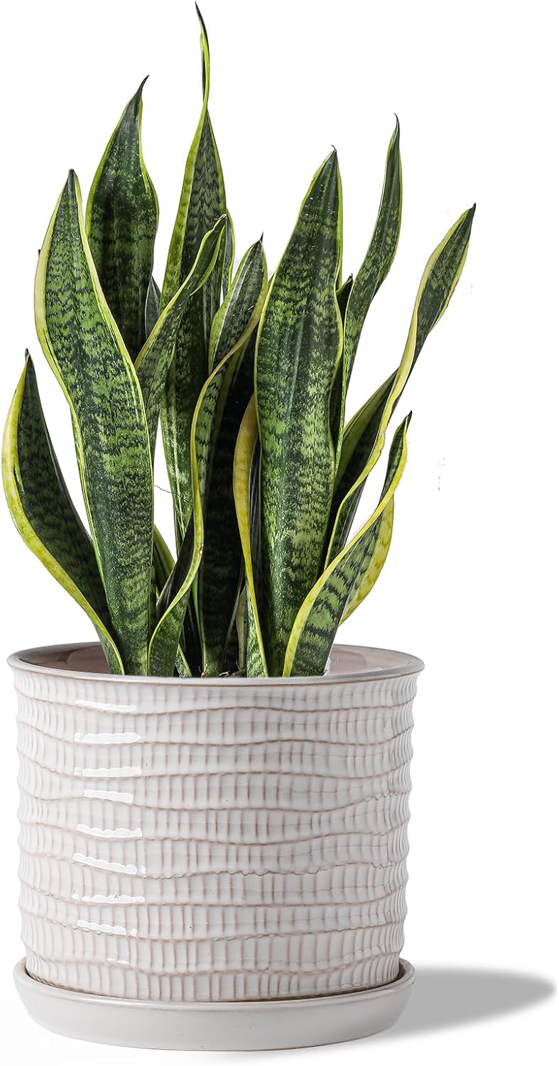 8 Inch Plant Pot: Ceramic Planter with Drainage Hole & Saucer - Cream White Flowerpot for Indoor & Outdoor Plants - with Separate Tray for Home & Office - Wave Embossed Design