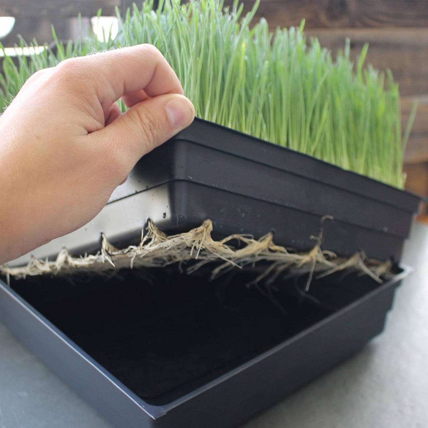 10-Pack 1010 Garden Growing Trays Without Drain Holes - 10" x 10" Plastic Plant Trays No Holes - Wheatgrass Sprouting Tray, Microgreens Seed Tray, Hydroponic Trays, Nursery Flats, Greenhouse Supplies