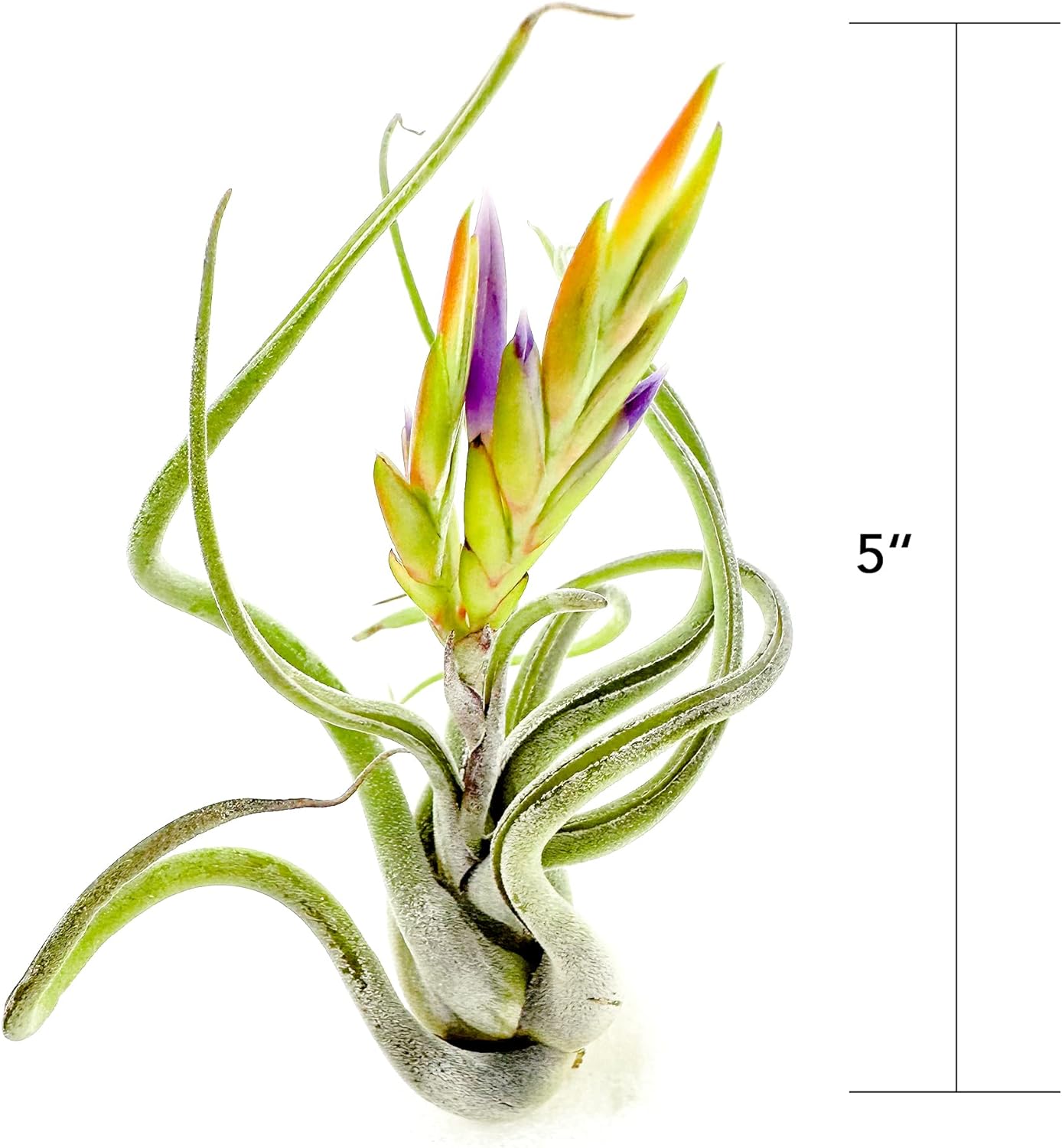 Air Plants - Flowering Tillandsia Caput Medusae, Large 5-7" - 1ct - Live Arrival Guaranteed - House Plants for Home Decor & Gift