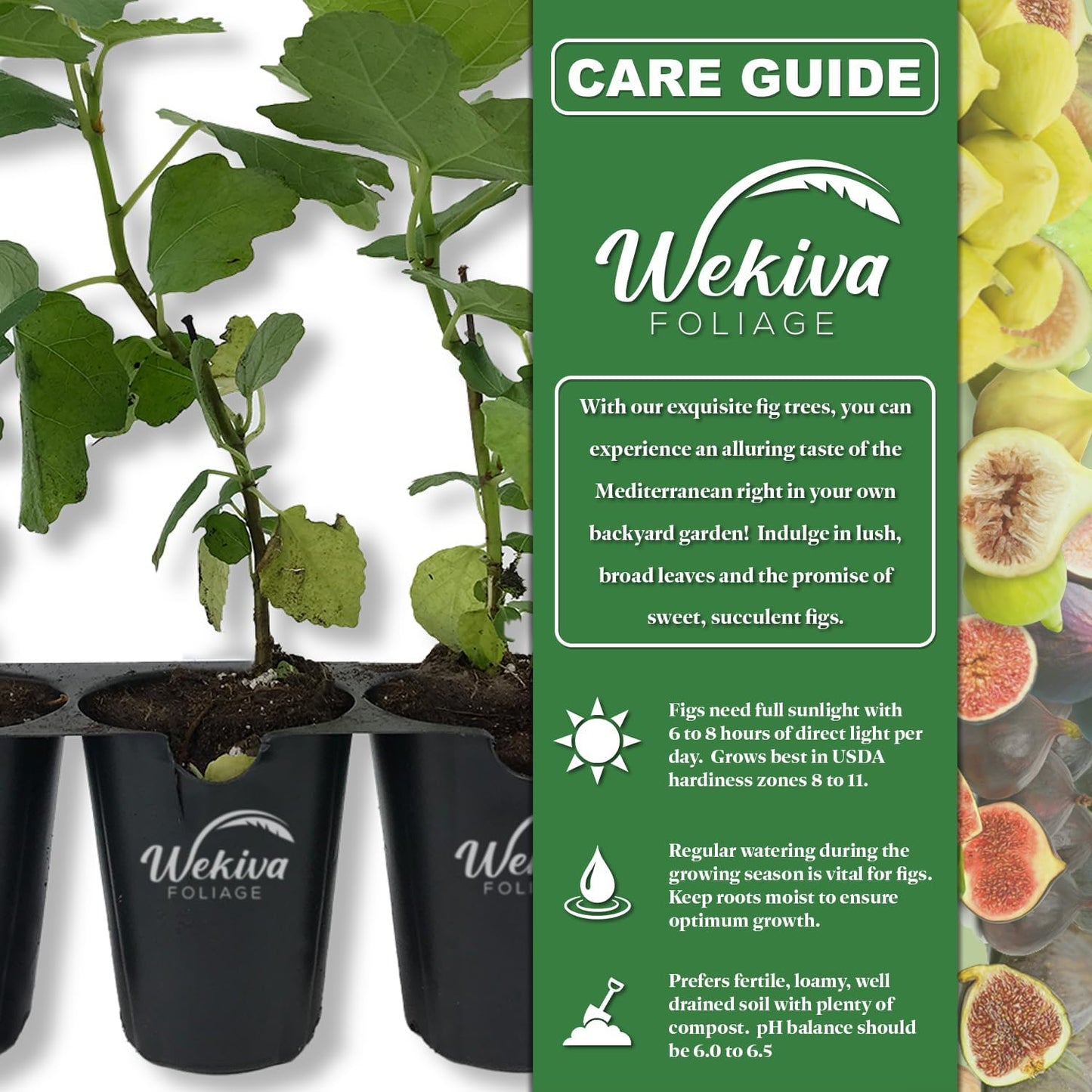 Ischia Fig Tree - 4 Live Starter Plants - Ficus Carica - Edible Fruit Tree for The Patio and Garden