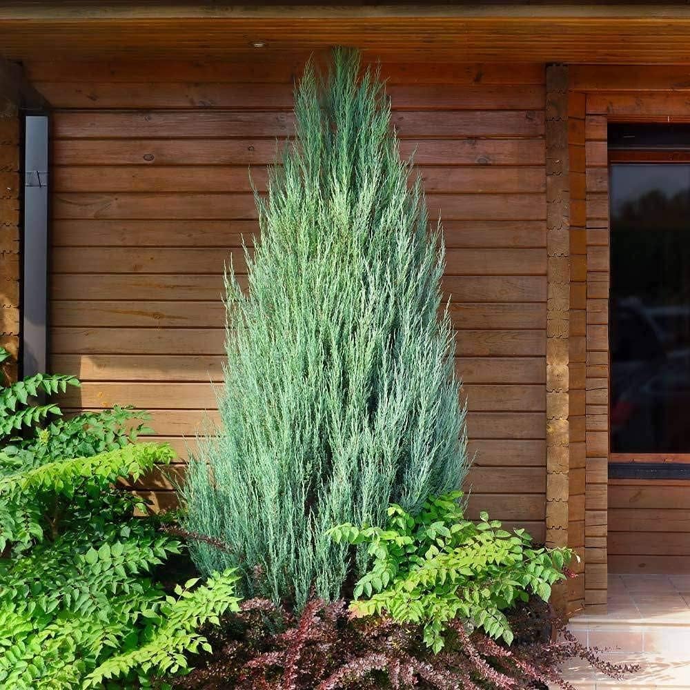 Skyrocket Juniper | 2 Large Gallon Size Plants | Juniperus Scopulorum | Evergreen Privacy Screen, Fast Growing Landscape Tree, Low Maintenance Garden, Ornamental Foliage, Drought Tolerant Plant
